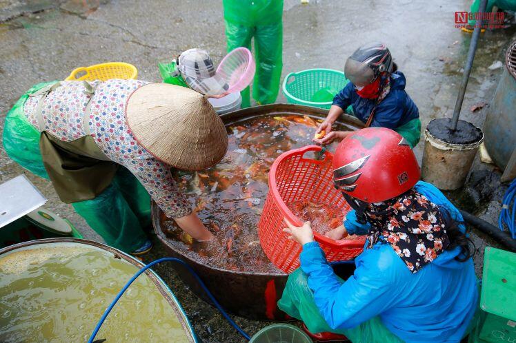 Thị trường cá chép phục vụ ông Công ông Táo ra sao?