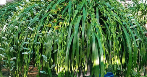 Nhà giàu siết chặt túi tiền, loài lan huyền thoại ế chưa từng có