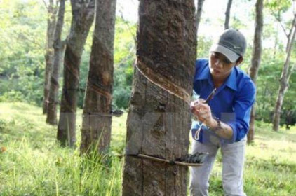 Cao su Phước Hoà lên kế hoạch chia cổ tức 40%
