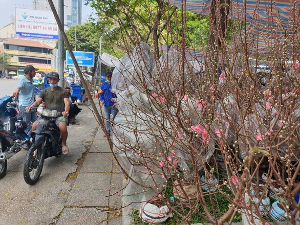 Khách thưa thớt, người bán đào Bắc như 'ngồi trên đống lửa'