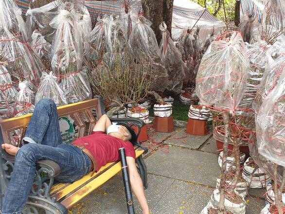Khách thưa thớt, người bán đào Bắc như 'ngồi trên đống lửa'