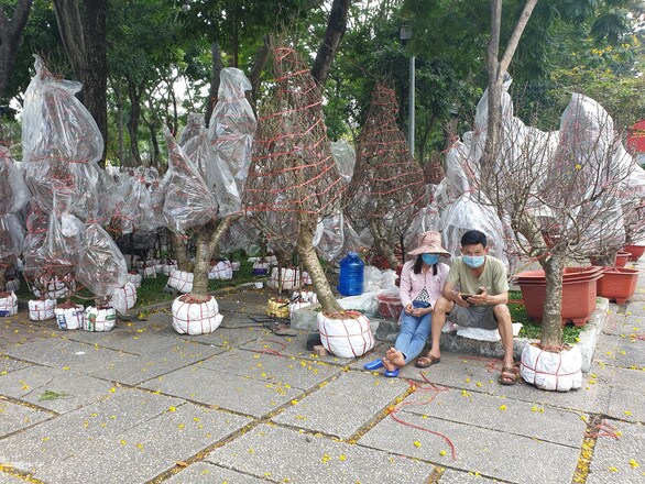 Khách thưa thớt, người bán đào Bắc như 'ngồi trên đống lửa'