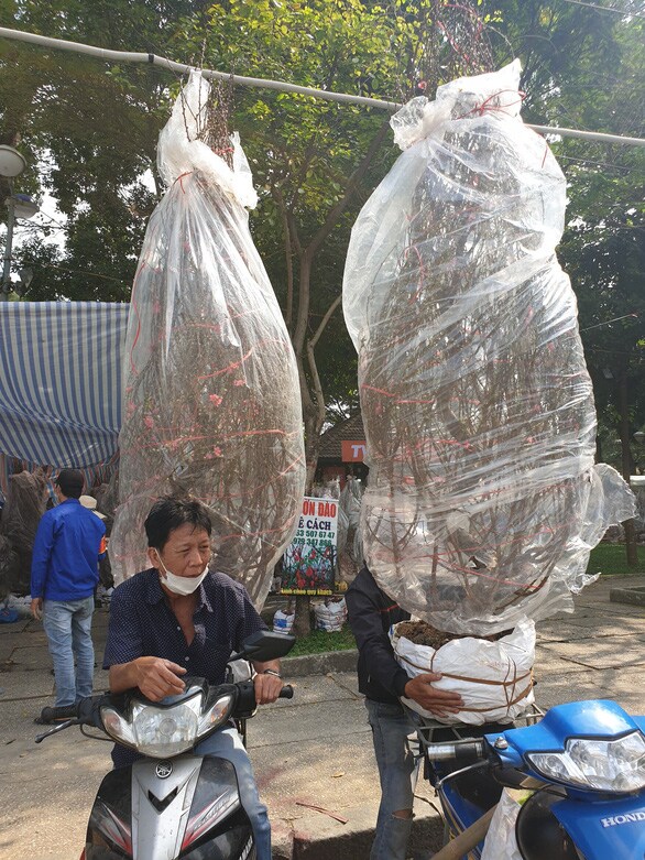 Khách thưa thớt, người bán đào Bắc như 'ngồi trên đống lửa'