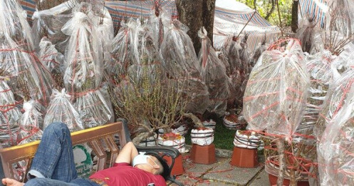 Khách thưa thớt, người bán đào Bắc như 'ngồi trên đống lửa'