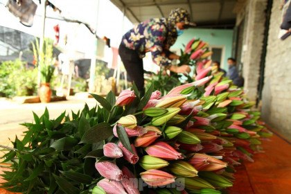 Nông dân vựa hoa ly lớn nhất Bắc Giang lo gặp cảnh 'hoa cười, người khóc'