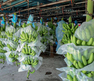 TTC Sugar (SBT) xuất khẩu lô chuối Nam Mỹ đầu tiên sang Hàn Quốc