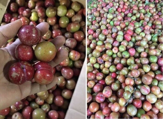 Mận hậu trái mùa, đắt hơn bò Mỹ vẫn "hút khách" dịp Tết