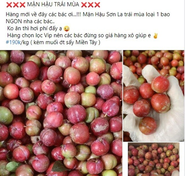 Mận hậu trái mùa, đắt hơn bò Mỹ vẫn "hút khách" dịp Tết