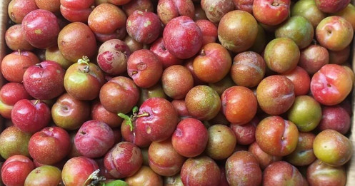 Mận hậu trái mùa, đắt hơn bò Mỹ vẫn "hút khách" dịp Tết