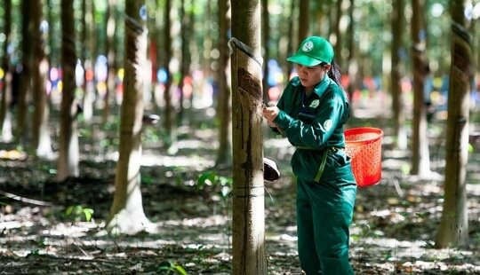 Thanh tra Chính phủ chỉ một loạt sai phạm đất đai tại Tập đoàn Cao Su Việt Nam