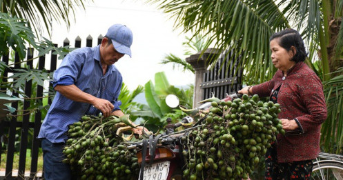Cau Tết tăng giá "chóng mặt", nông dân kiếm tiền triệu mỗi ngày