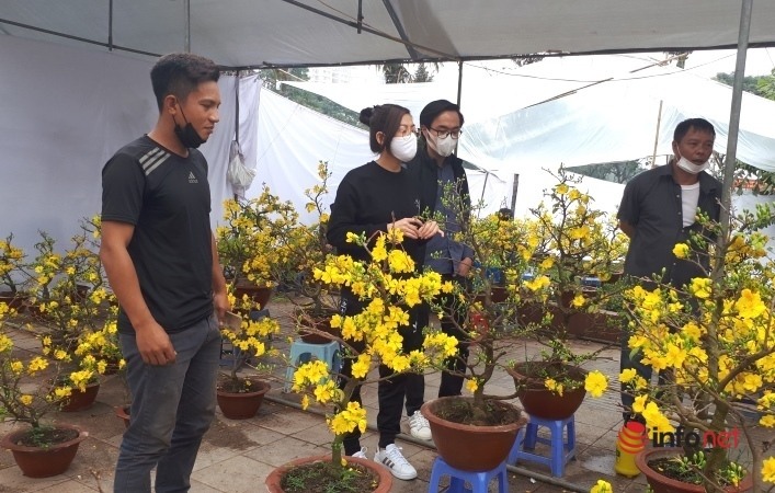 Chuyện người trồng mai Tết doanh thu hàng chục tỷ đồng mỗi năm, chỉ bán 1 cây đủ tiền xây biệt thự