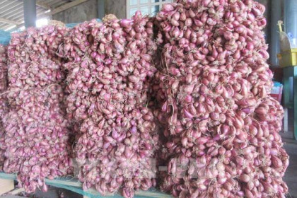 Giá hành tím Vĩnh Châu giảm mạnh