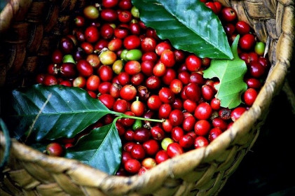 Giá cà phê hôm nay 13/2: Robusta quay đầu tăng, dự đoán Arabica tăng đến mốc 129 cent/lb