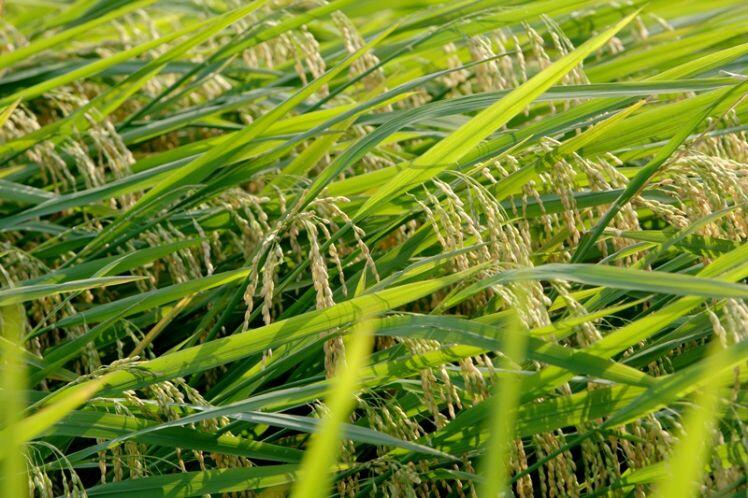 Kỳ tích “hạt vàng” Việt Nam
