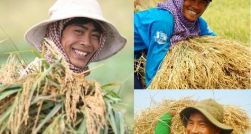 Kỳ tích “hạt vàng” Việt Nam