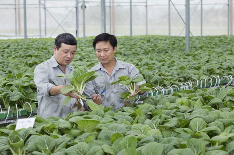 Ngồi HN cho gà ăn tận Đắk Lắk, ông nông dân thu triệu USD