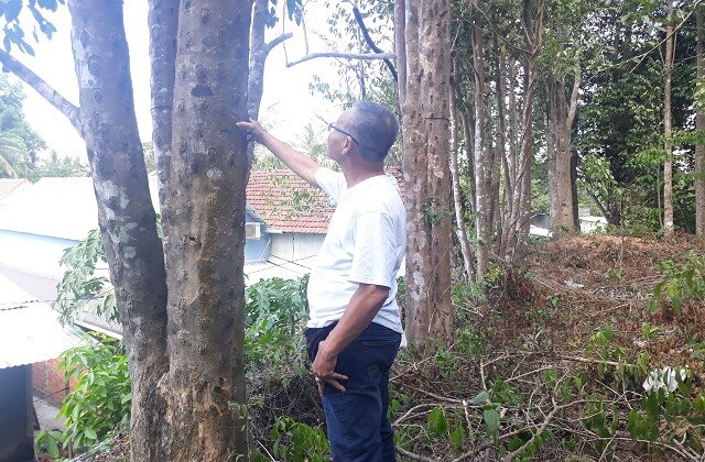Bị nói 'khùng' vì bỏ nghề giáo lên đồi trồng dó bầu, khi thu tiền tỷ thì...