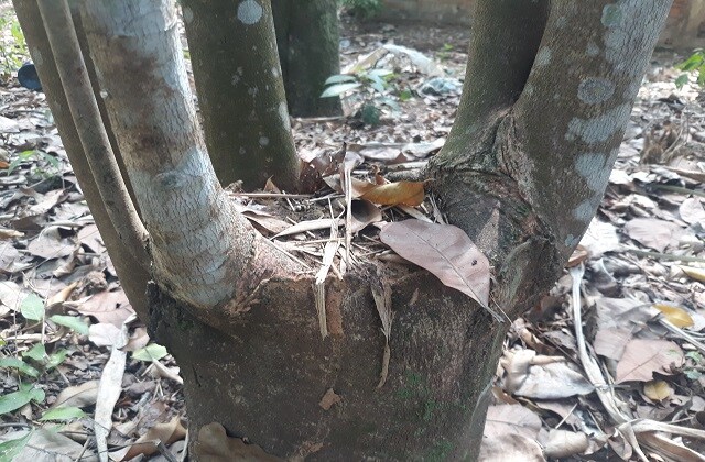 Bị nói 'khùng' vì bỏ nghề giáo lên đồi trồng dó bầu, khi thu tiền tỷ thì...