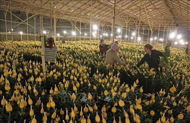 Liên kết sản xuất, tiêu thụ nông sản ứng dụng công nghệ cao