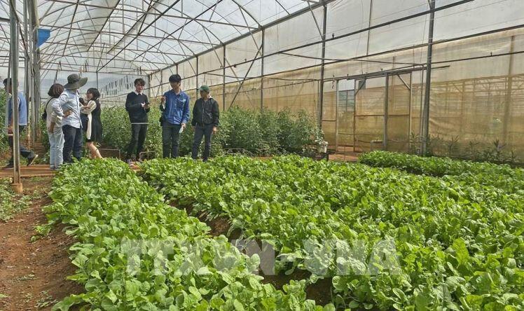 Liên kết sản xuất, tiêu thụ nông sản ứng dụng công nghệ cao