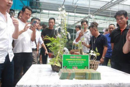 Vỡ trận phi điệp đột biến: Dự báo trước