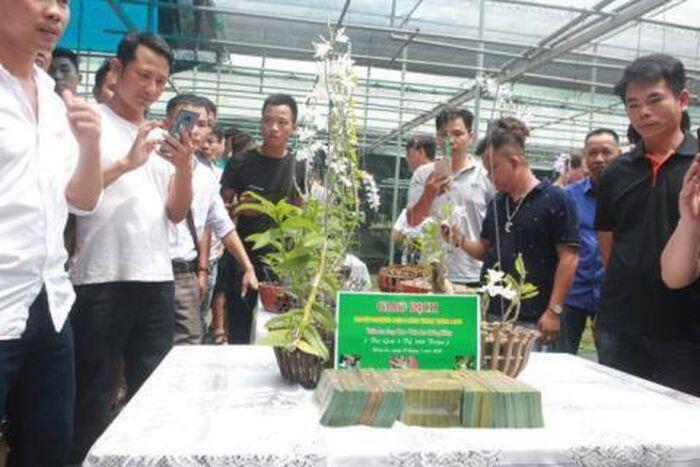 Vỡ trận phi điệp đột biến: Dự báo trước