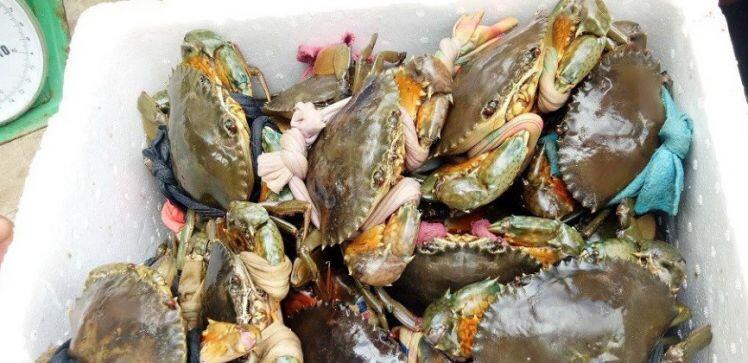 Cua biển Cà Mau bổ béo gì... giá 1 triệu đồng/kg?