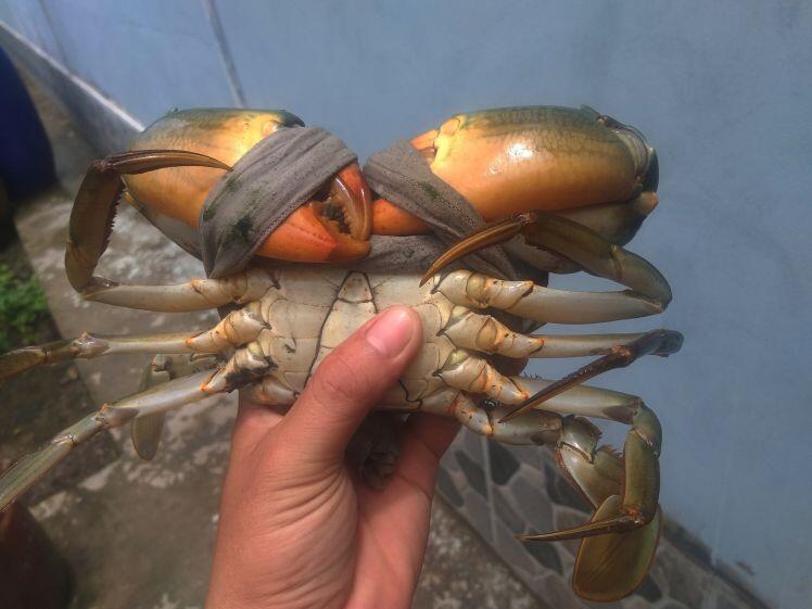 Cua biển Cà Mau bổ béo gì... giá 1 triệu đồng/kg?