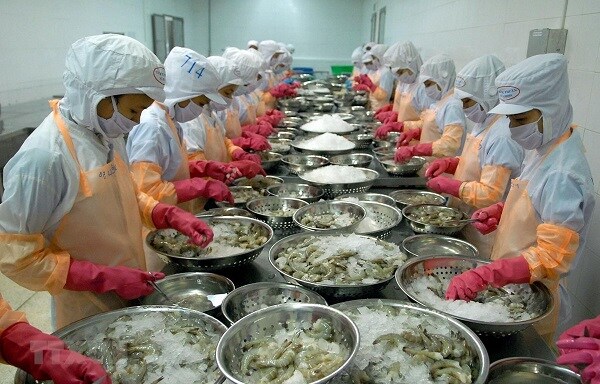 Tôm Minh Phú - Thời hoàng kim trở lại?