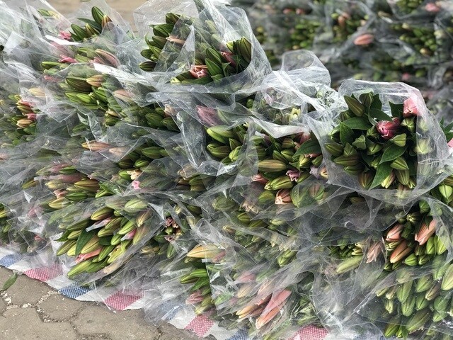 Hà Nội: Hoa tươi "đổ đống" đầy vỉa hè, nhà vườn bất lực nhìn giá "lao dốc"