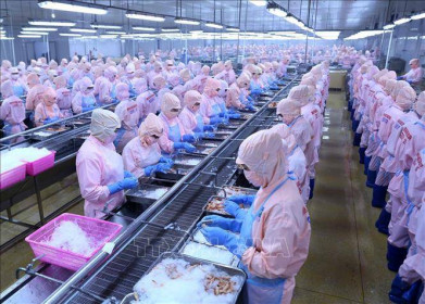 Bộ Công Thương: Hoa Kỳ không áp thuế chống bán phá giá tôm xuất khẩu Minh Phú là quyết định khách quan, công bằng