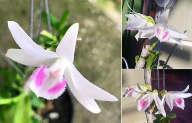 Vỡ trận Phi điệp đột biến: Hậu quả lan truyền, giá rớt thê thảm