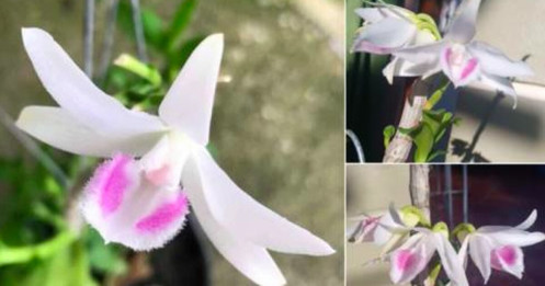 Vỡ trận Phi điệp đột biến: Hậu quả lan truyền, giá rớt thê thảm