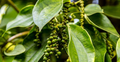 Xuất khẩu hồ tiêu khởi sắc ngay từ đầu năm