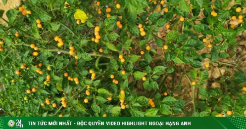 Loại ớt ở nước ngoài bán nửa tỷ/kg, trong nước lại có giá rẻ bất ngờ
