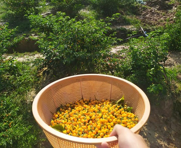 Loại ớt ở nước ngoài bán nửa tỷ/kg, trong nước lại có giá rẻ bất ngờ