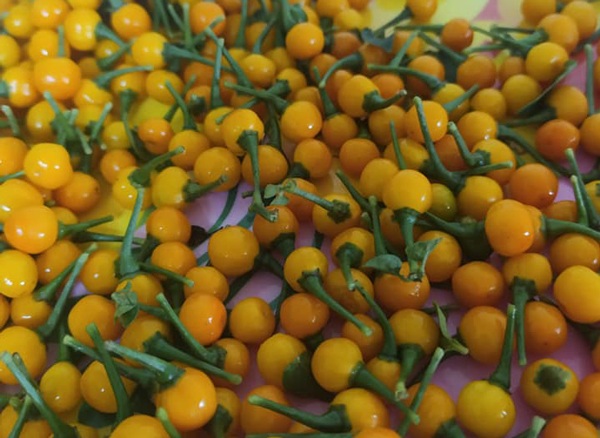 Loại ớt ở nước ngoài bán nửa tỷ/kg, trong nước lại có giá rẻ bất ngờ