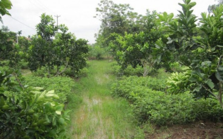 Khánh Hòa: Giá đất nông nghiệp rẻ bất ngờ, chỉ vài chục ngàn/m2