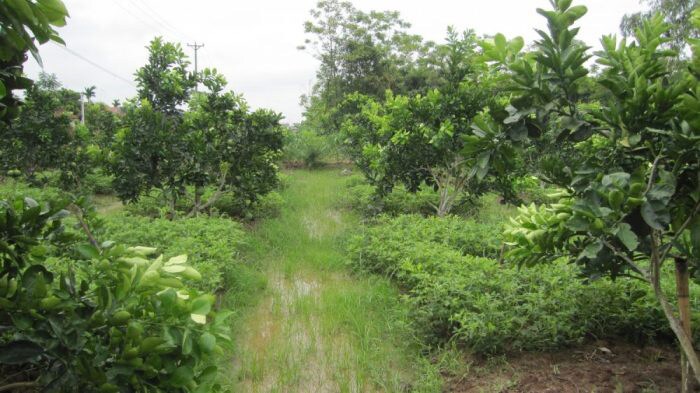 Khánh Hòa: Giá đất nông nghiệp rẻ bất ngờ, chỉ vài chục ngàn/m2