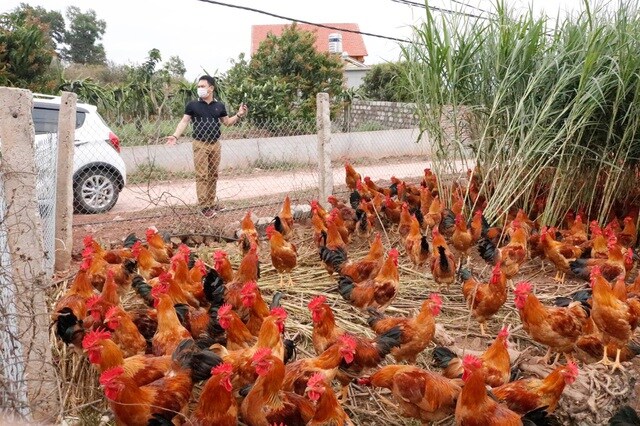 Sau rau củ quả, đến lượt giải cứu gà đồi Hải Dương 55.000 đồng/kg