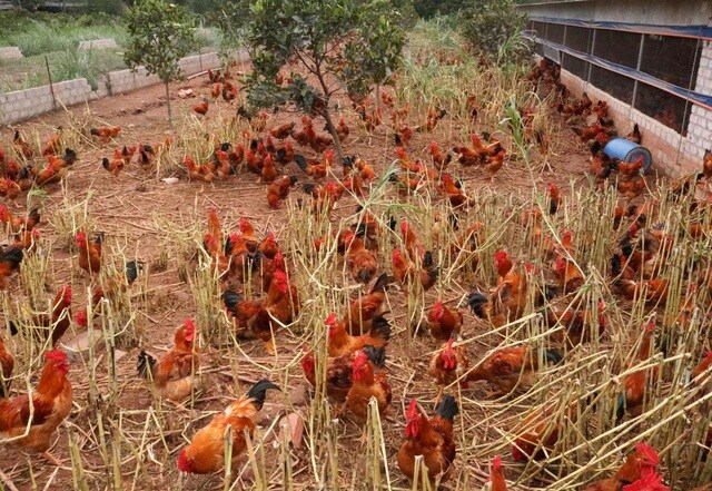 Sau rau củ quả, đến lượt giải cứu gà đồi Hải Dương 55.000 đồng/kg