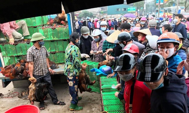 Sau rau củ quả, đến lượt giải cứu gà đồi Hải Dương 55.000 đồng/kg