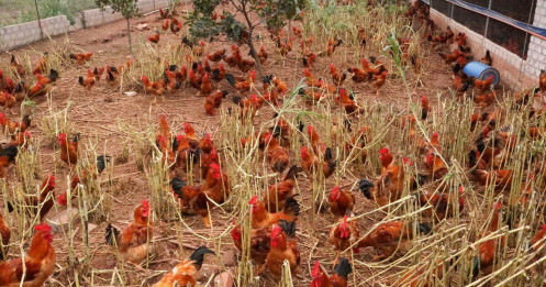 Sau rau củ quả, đến lượt giải cứu gà đồi Hải Dương 55.000 đồng/kg