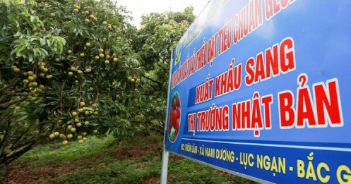 Cơ hội với vải thiều Lục Ngạn