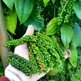 Giá tiêu hôm nay 21/3: Quay đầu giảm sau một tuần tăng nóng