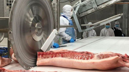 Giá heo hơi hôm nay 21/3: Dao động quanh ngưỡng 74.000 đồng/kg