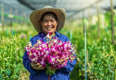 Nghịch lý "chơi lan": Nơi bán tiền tỷ, nơi vứt bỏ vì ế không ai mua