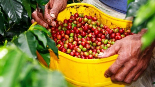 Giá cà phê hôm nay 24/3: Giá chập chờn, nhưng chưa có nhiều lý do để robusta có thể suy yếu thêm