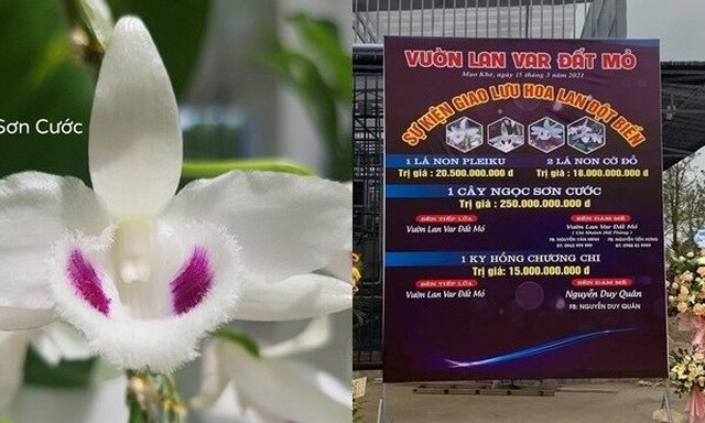 'Té ghế' với những loại cây có 'giá trên mây' trăm tỷ đồng ở Việt Nam